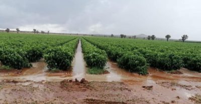 canícula sin estragos Zacatecas lluvias