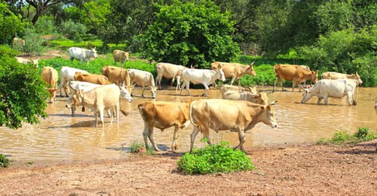 Por la escasez de agua las vacas buscan río arriba. | Foto: Pixabay.