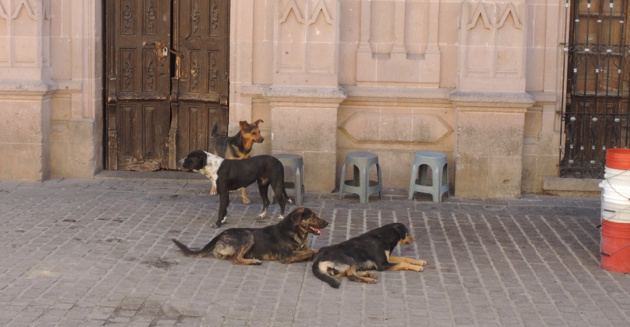 Los perros que atacan normalmente tienen dueño. | Foto: Silvia Vanegas.
