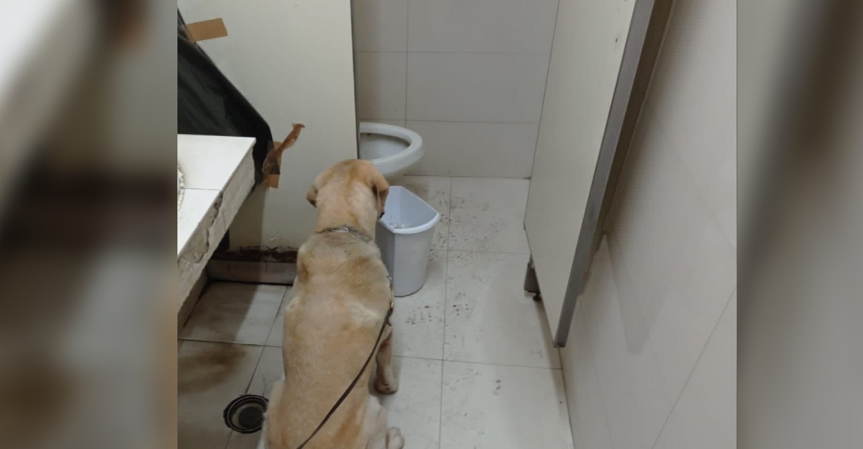 El binomio canino marcó positivo en un bote de basura en el baño. / Foto: Cortesía