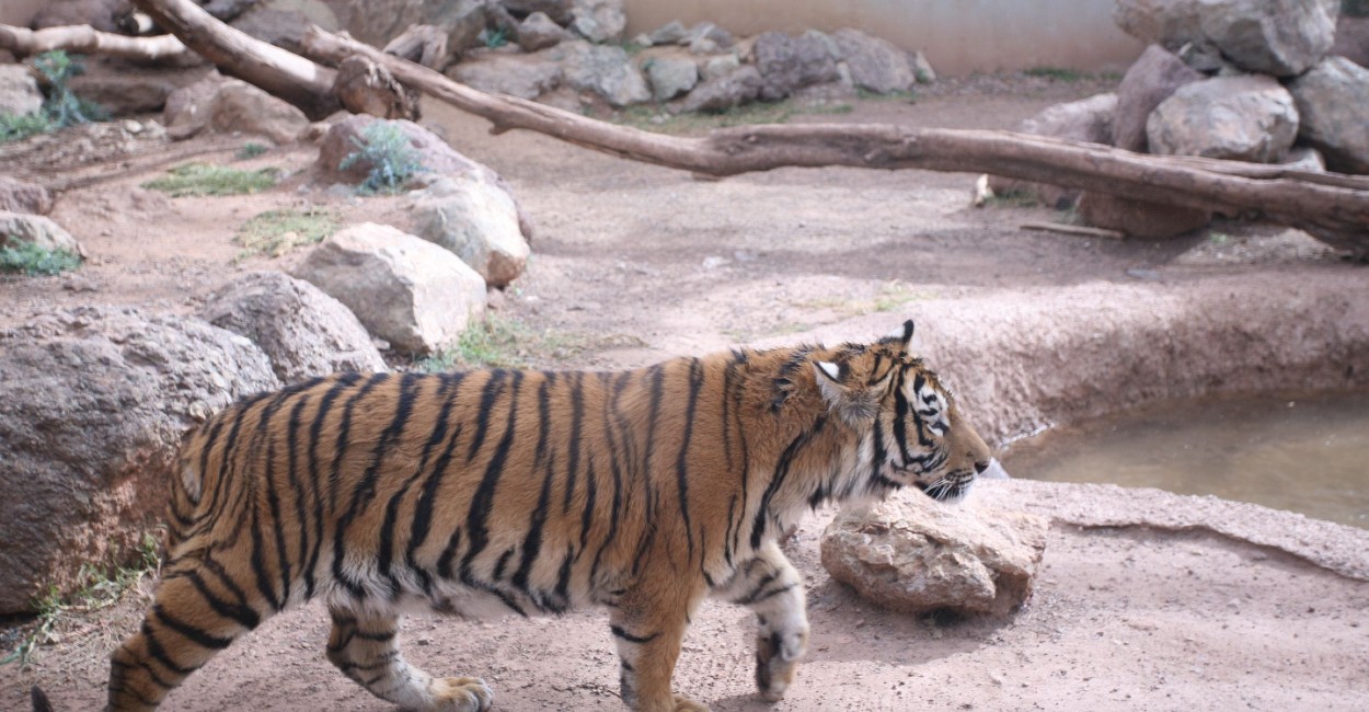 El zoológico está abierto de miércoles a domingo de 11 de la mañana a 7 de la tarde. / Foto: Imagen