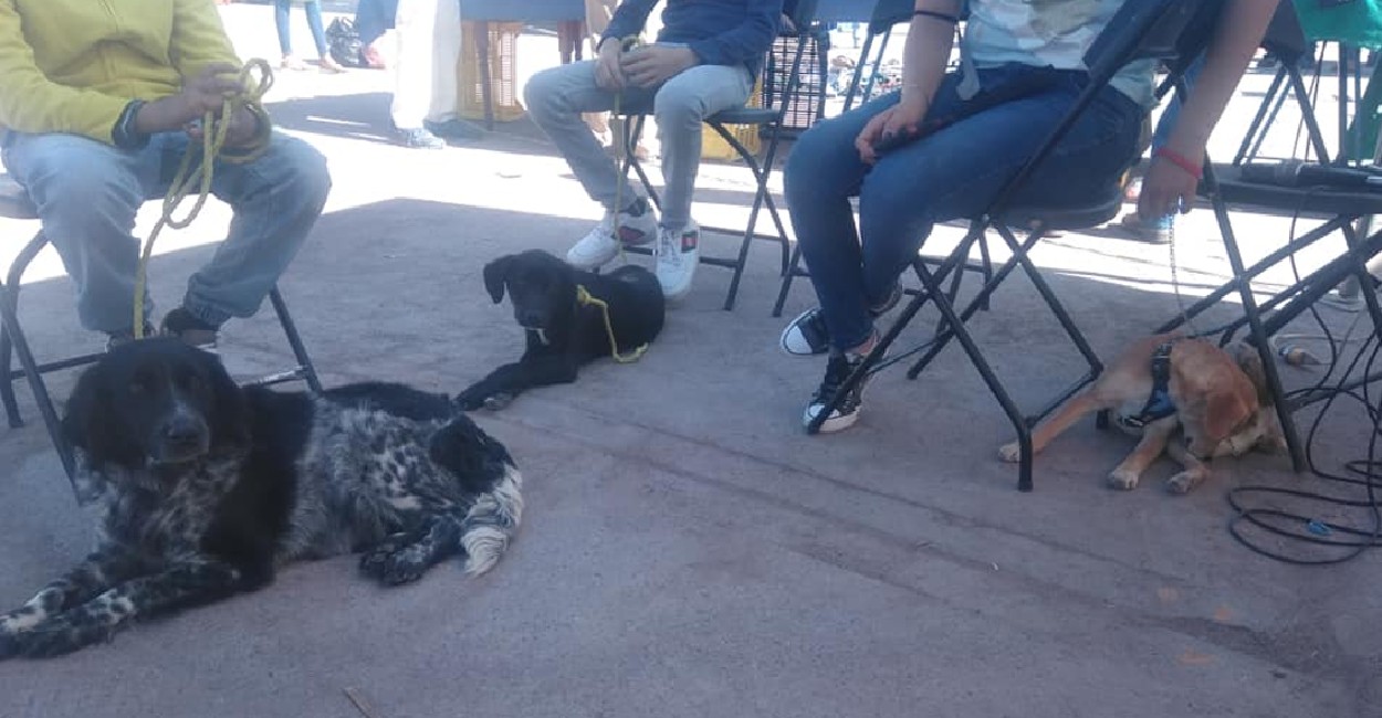 adopción canina zacatecas