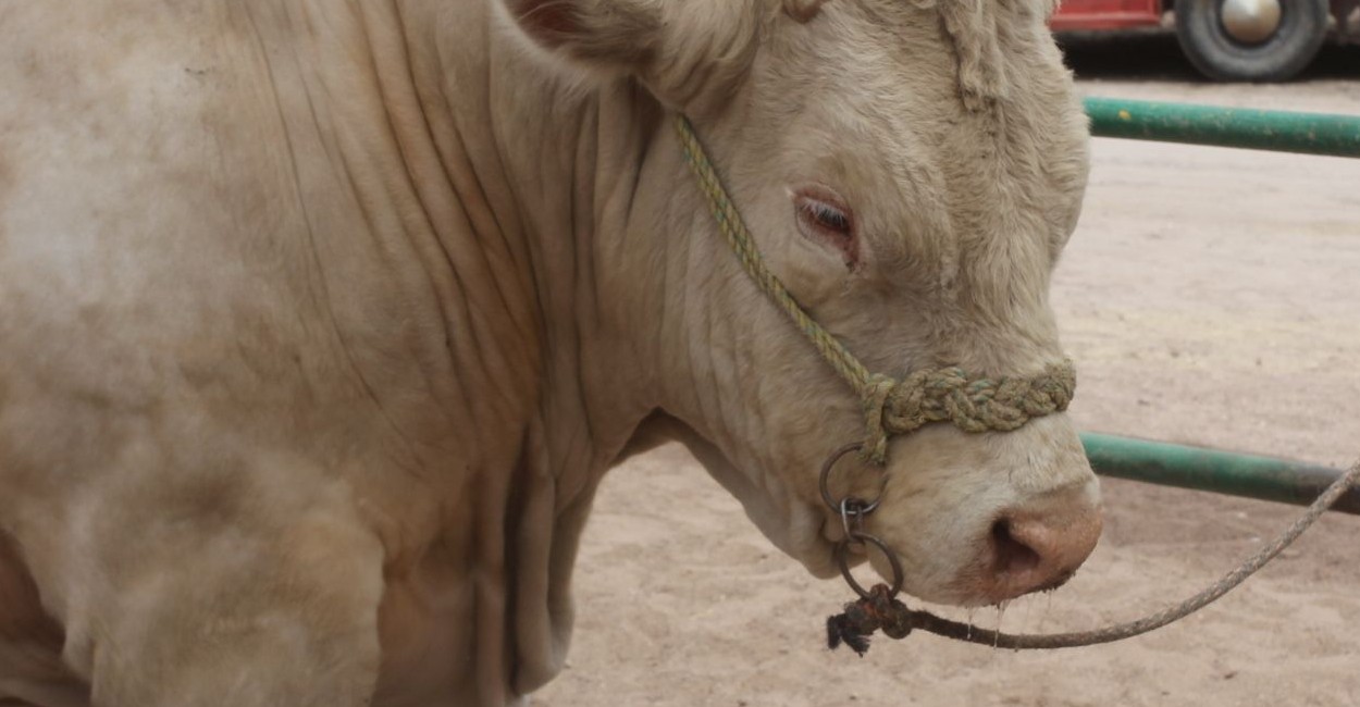 Los ganaderos de Fresnillo proyectan vacunar a sus animales para evitar enfermedades. |Foto: Cortesía. 