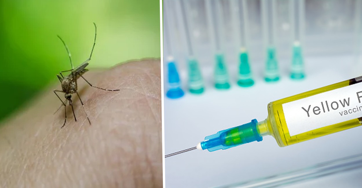La fiebre se origina por el piquete de un mosquito. | Foto: Pixabay.