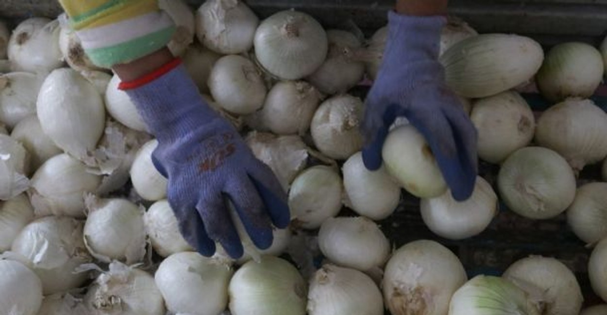 Hasta el momento,  652 personas enfermaron de salmonelosis tras la ingesta de cebollas. / Foto: Cortesía
