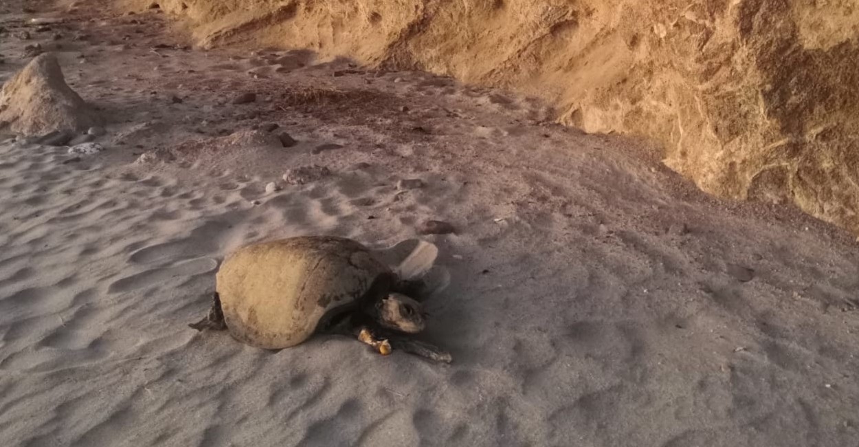 Durante los meses de mayo y octubre cientos de tortugas marinas llegan a desovar a las playas de Guaymas. | Foto: Twitter. @AguedaBarojas