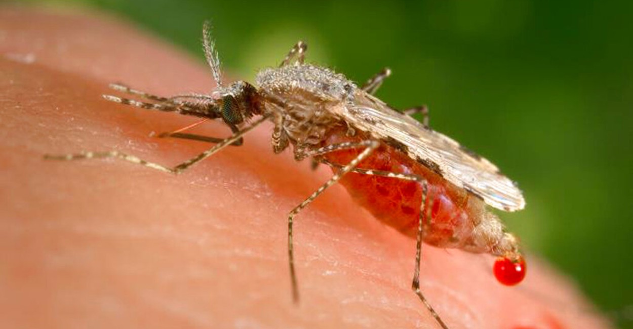 La picadura de mosquito representa un riesgo de contagio para la población. | Foto: cortesía.