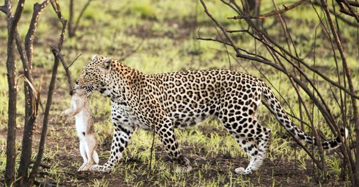 Leopardo secuestra niño