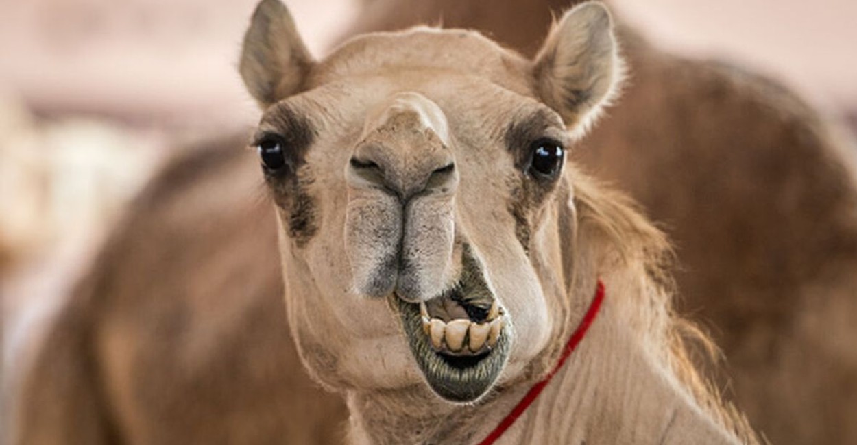 Camellos bótox