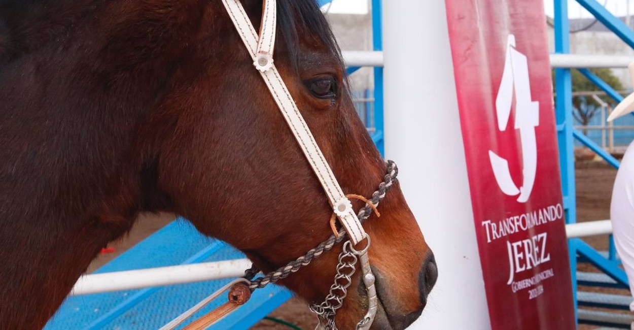 El caballo será para dar equinoterapia a niños. |Foto: Cortesía