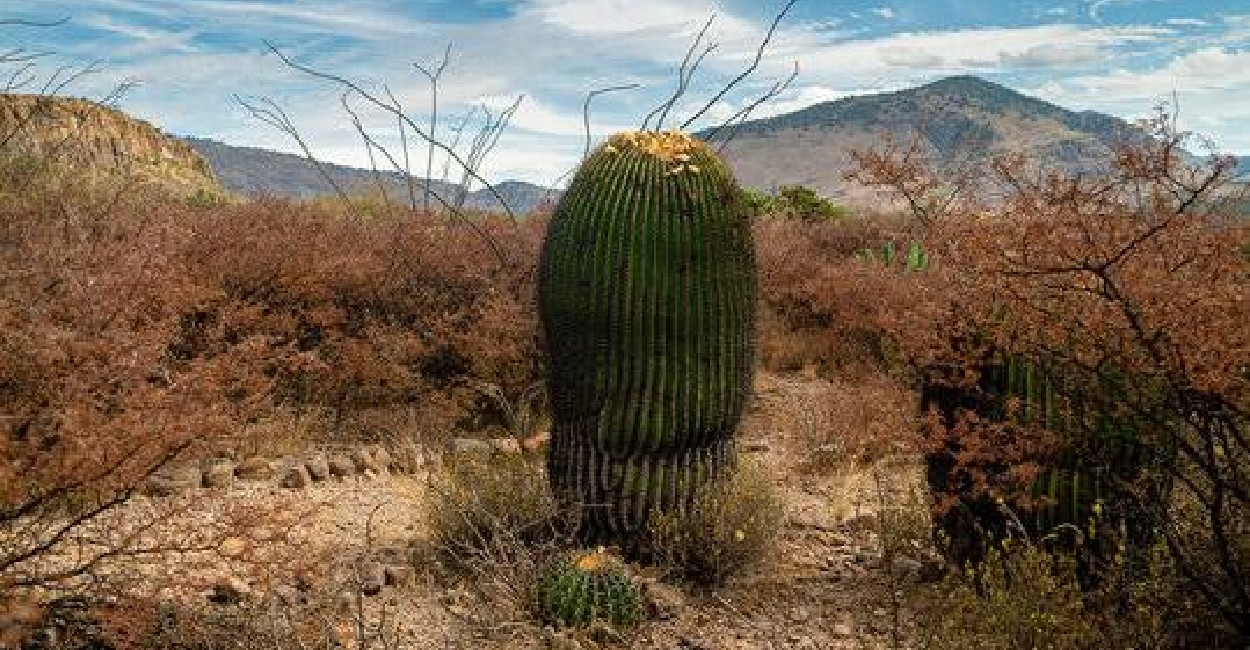 En el semidesierto se pueden encontrar especies de cactus en peligro de extinción. | Fotos: Carlos Montoya.