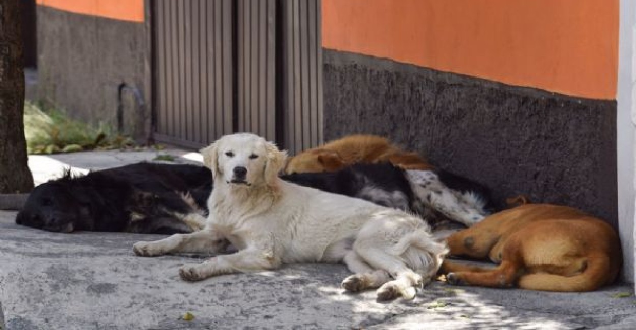 México tendría hasta 50 mil perros callejeros. | Foto: cortesía.