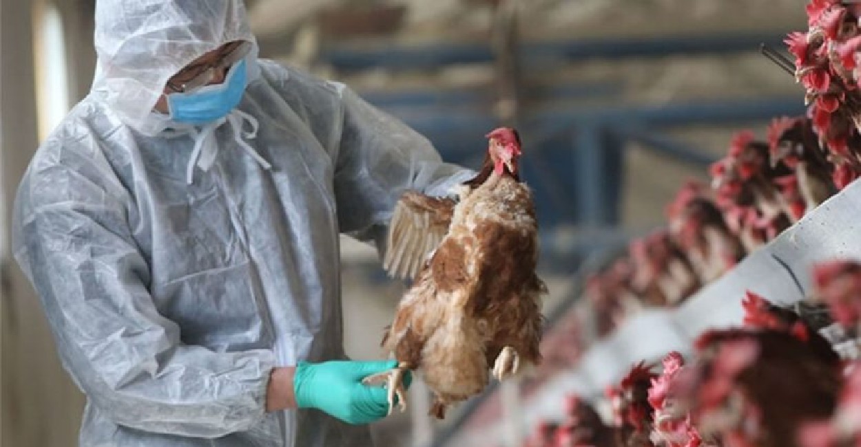 Las aves pueden transmitir gripe aviar. | Foto: cortesia.