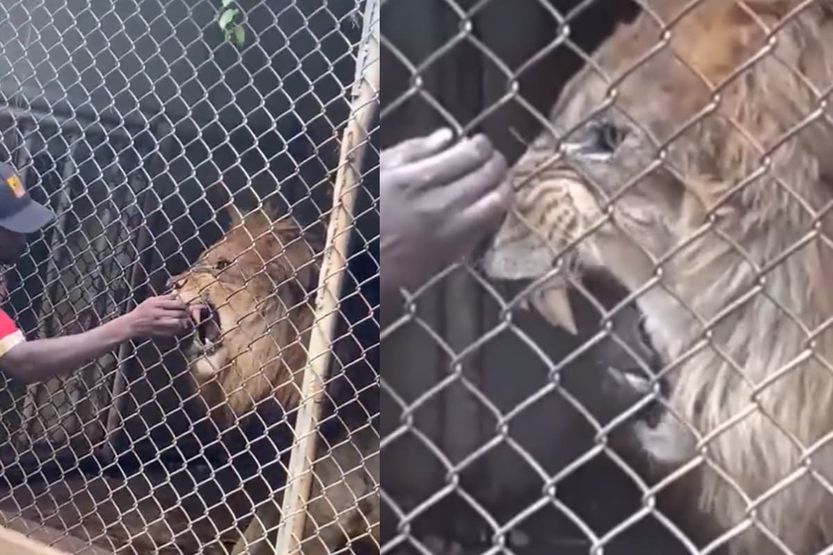 VIDEO: León se enoja con un hombre y le muerde el dedo frente a todos