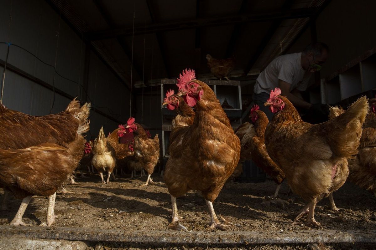 Qué es la gripe aviar y cuáles son sus síntomas