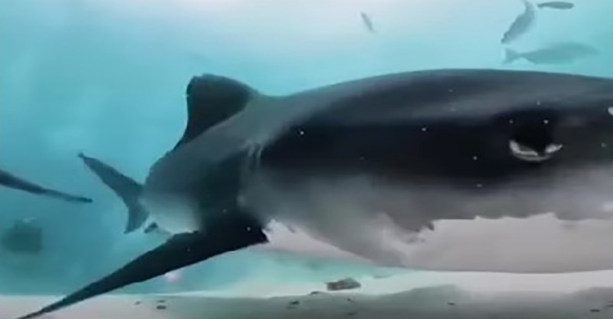 tiburón cámara