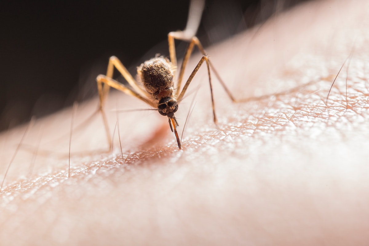 Significado espiritual de los mosquitos en casa