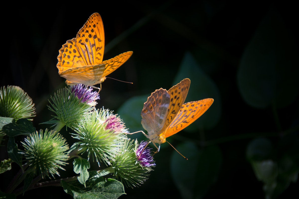 ¿Qué significado espiritual tiene que aparezcan mariposas en la casa?