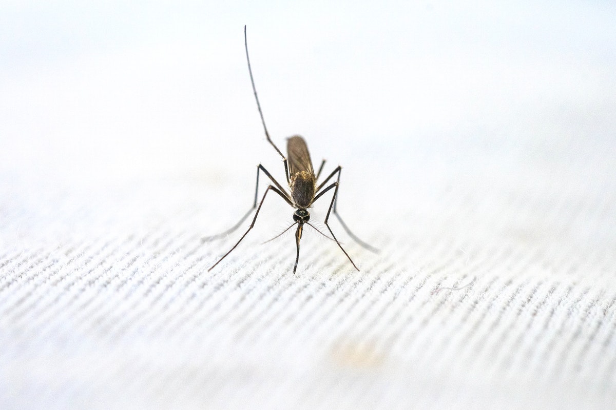 ¿Qué significado espiritual tienen los mosquitos en la casa?