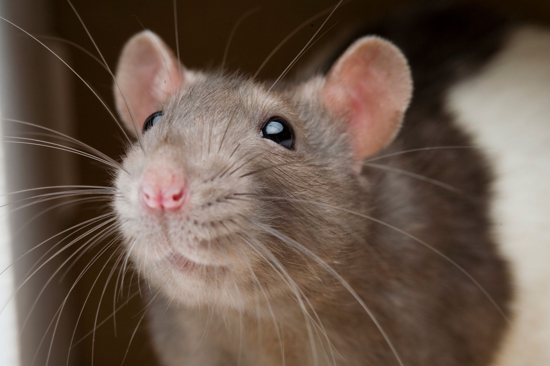Video: rata destroza más de 15 mil pesos en ahorros
