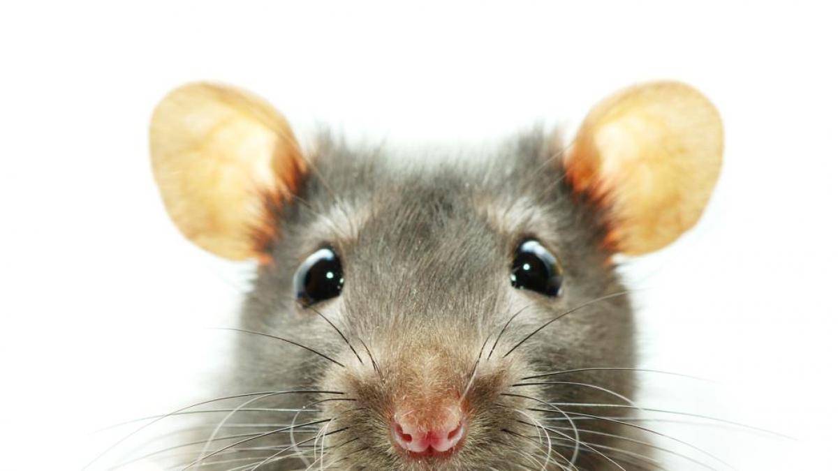 ¿Qué significa soñar con ratas? 