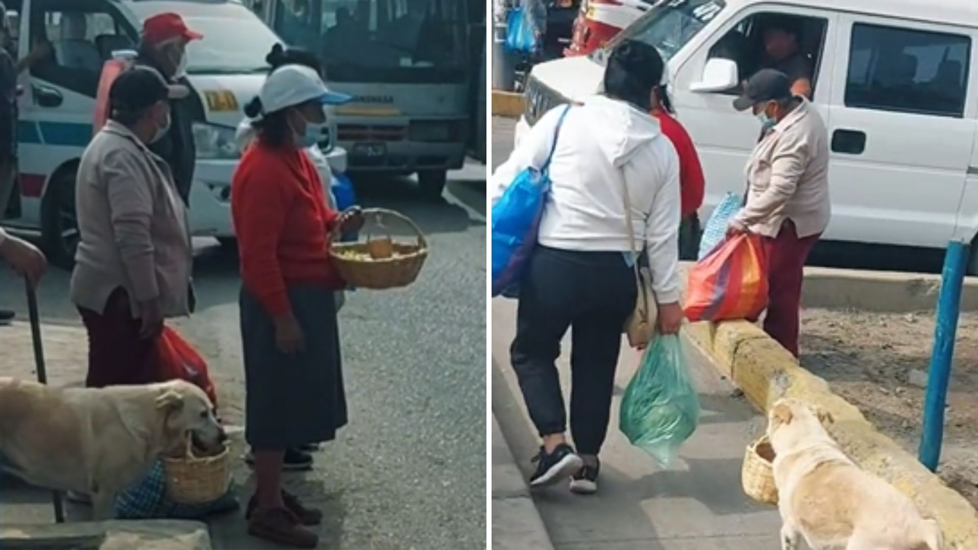 Video: Perrito se hace viral por ayudar a su dueña a vender comida en la calle