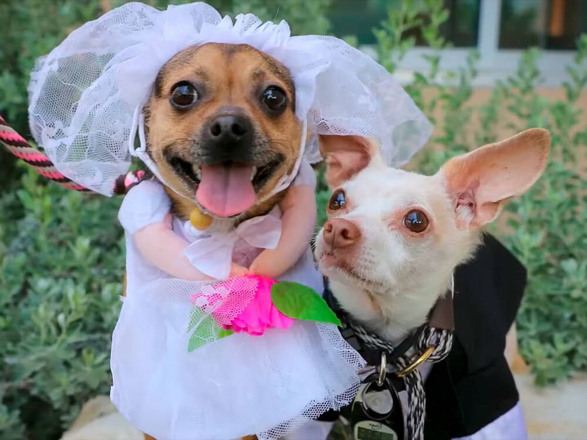 Vídeo: Enternecedora boda de 2 chihuahuas se hace viral
