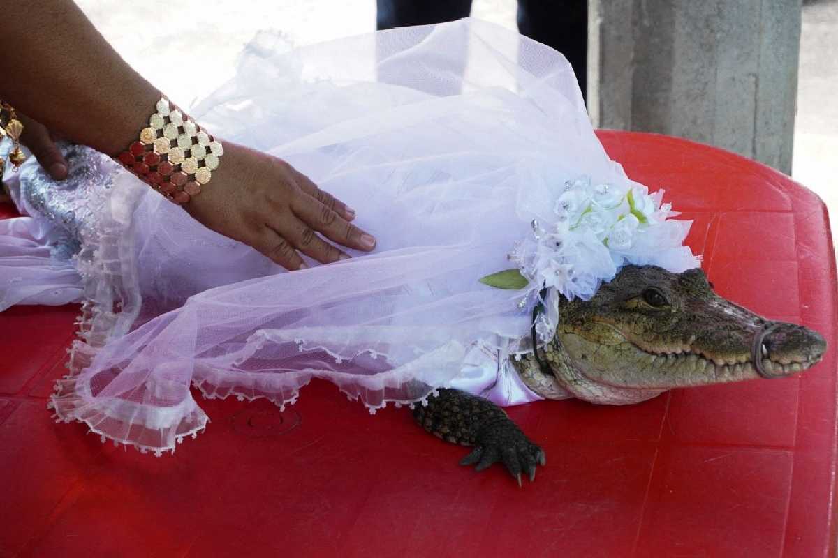 Los pobladores le ponen un vestido de novia al caimán para el ritual.