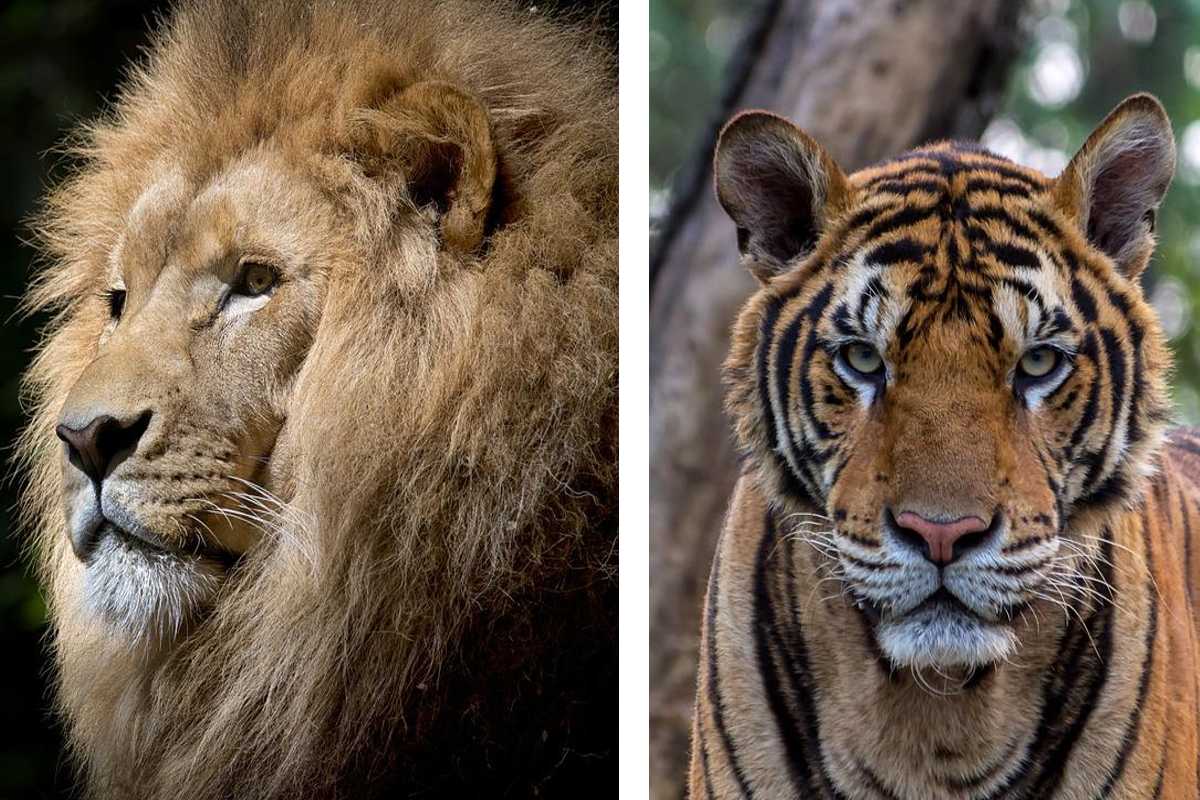 León y tigre