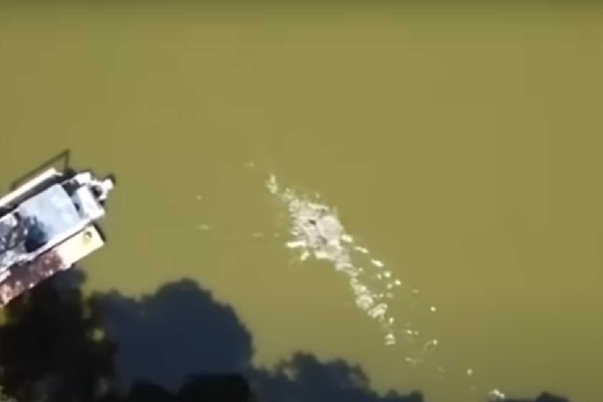 Ataque de caimán grabado en video