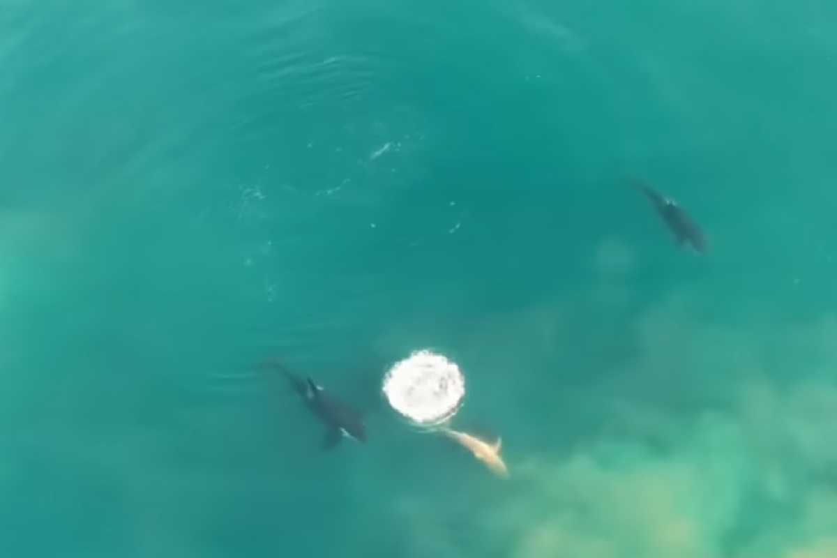 Orcas cazan a un tiburón blanco