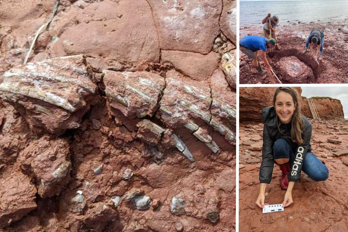 Encuentran fósil de animal de hace unos 300 millones de años. | Foto: Cortesía.