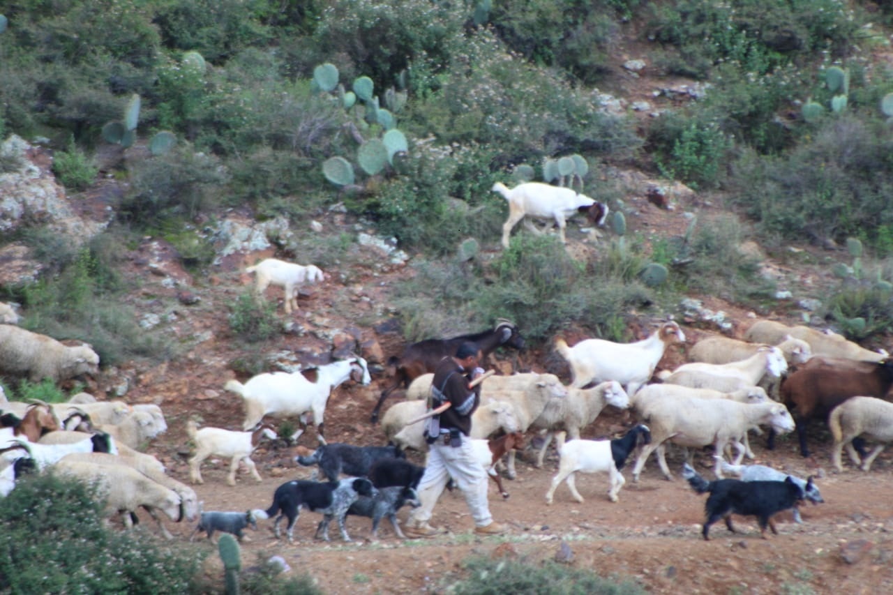 La colonia Lázaro Cárdenas todavía son tierras fértiles donde los últimos pastores de la zona sacan a pastar a su rebaño. | Foto: Imagen.