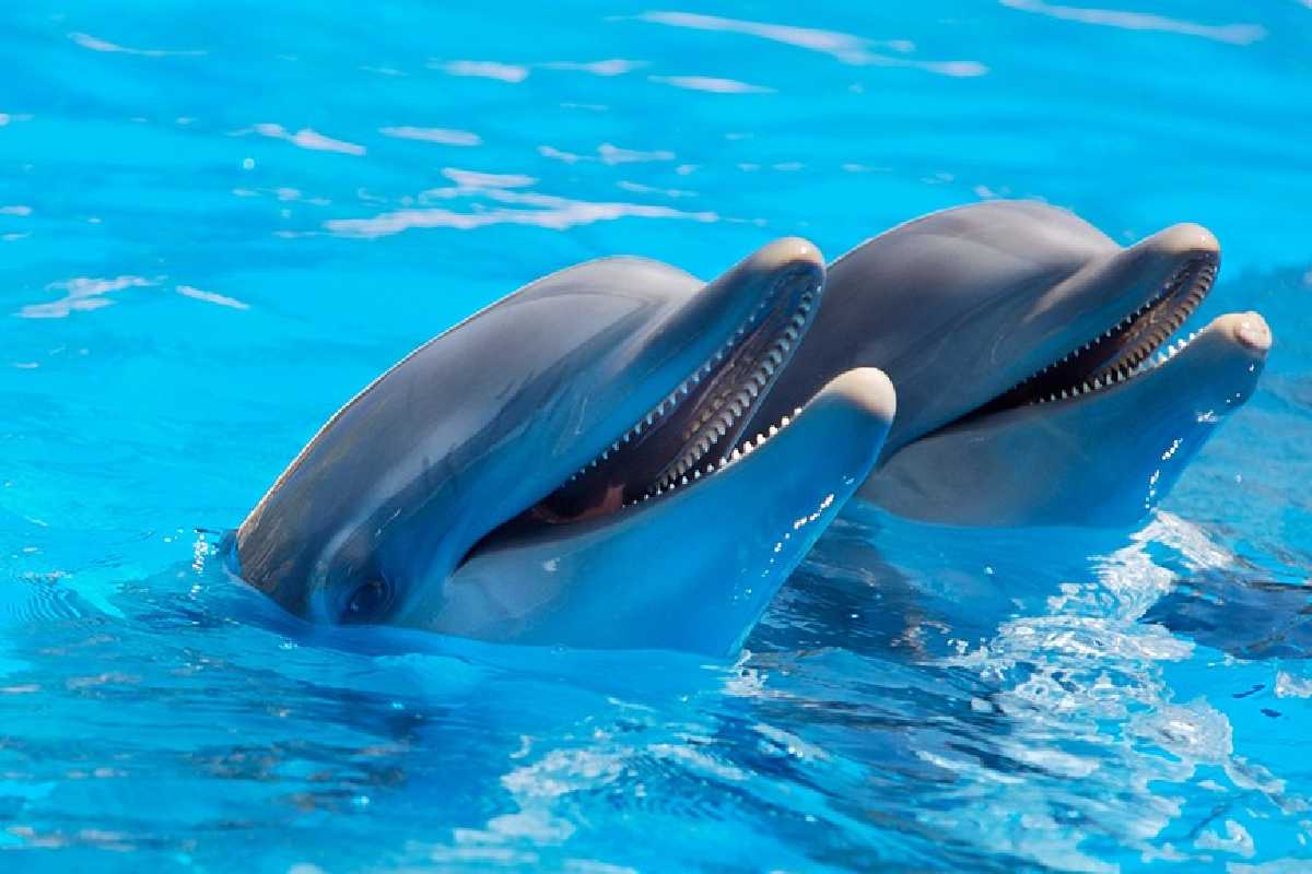 Delfín que se estudió para descubrir la contaminación