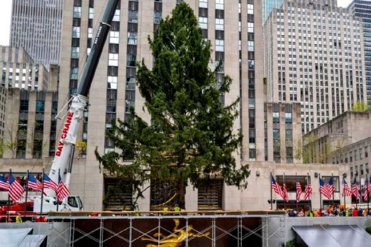 Llega el árbol de navidad a la plaza Rockefeller Center