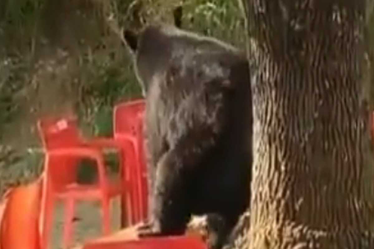 Graban a oso rascándose en un árbol
