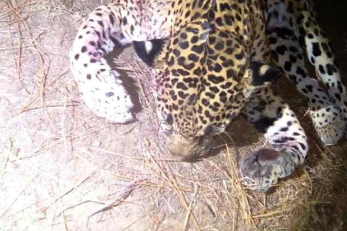 Ganaderos han sido afectados por la caza que hacen de jaguares en Monte Escobedo. | Foto: 