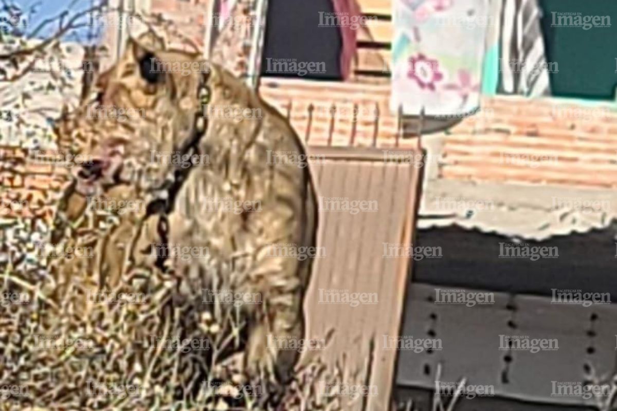 Una vecina reportó al felino suelto. | Foto: Imagen de Zacatecas.