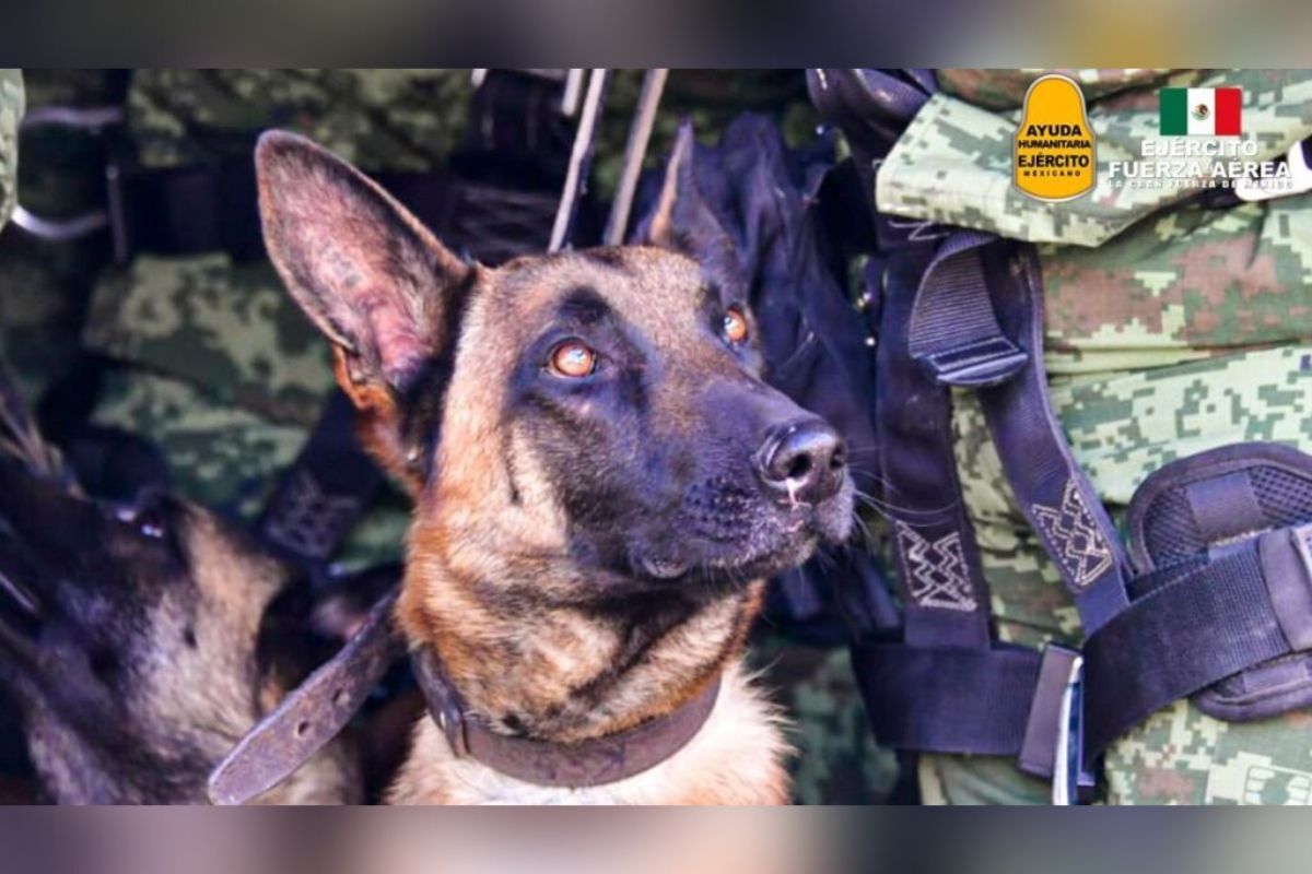 La Sedena, informó en sus redes sociales, el sensible fallecimiento de 'Proteo' binomio canino que estaba cumpliendo labores de rescate en Turquía. | Foto: Cortesía.
