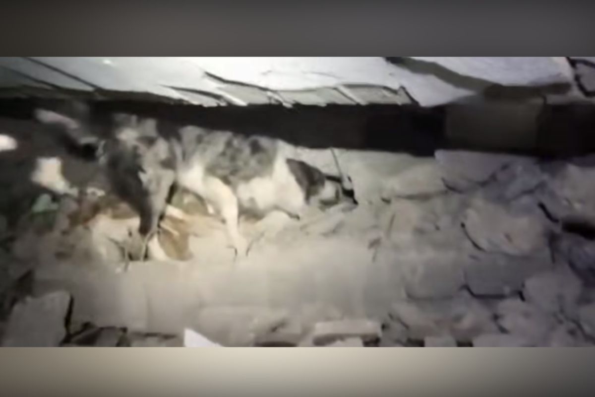 Balam, el perrito rescatista encuentra a una persona entre los escombros en Turquía