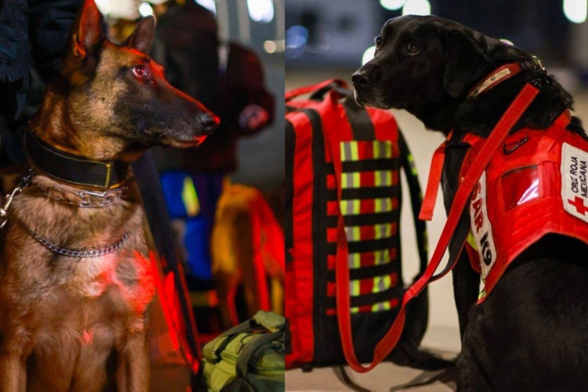 Llegan a Turquía los perritos rescatistas enviados de México | Foto: Cortesía.