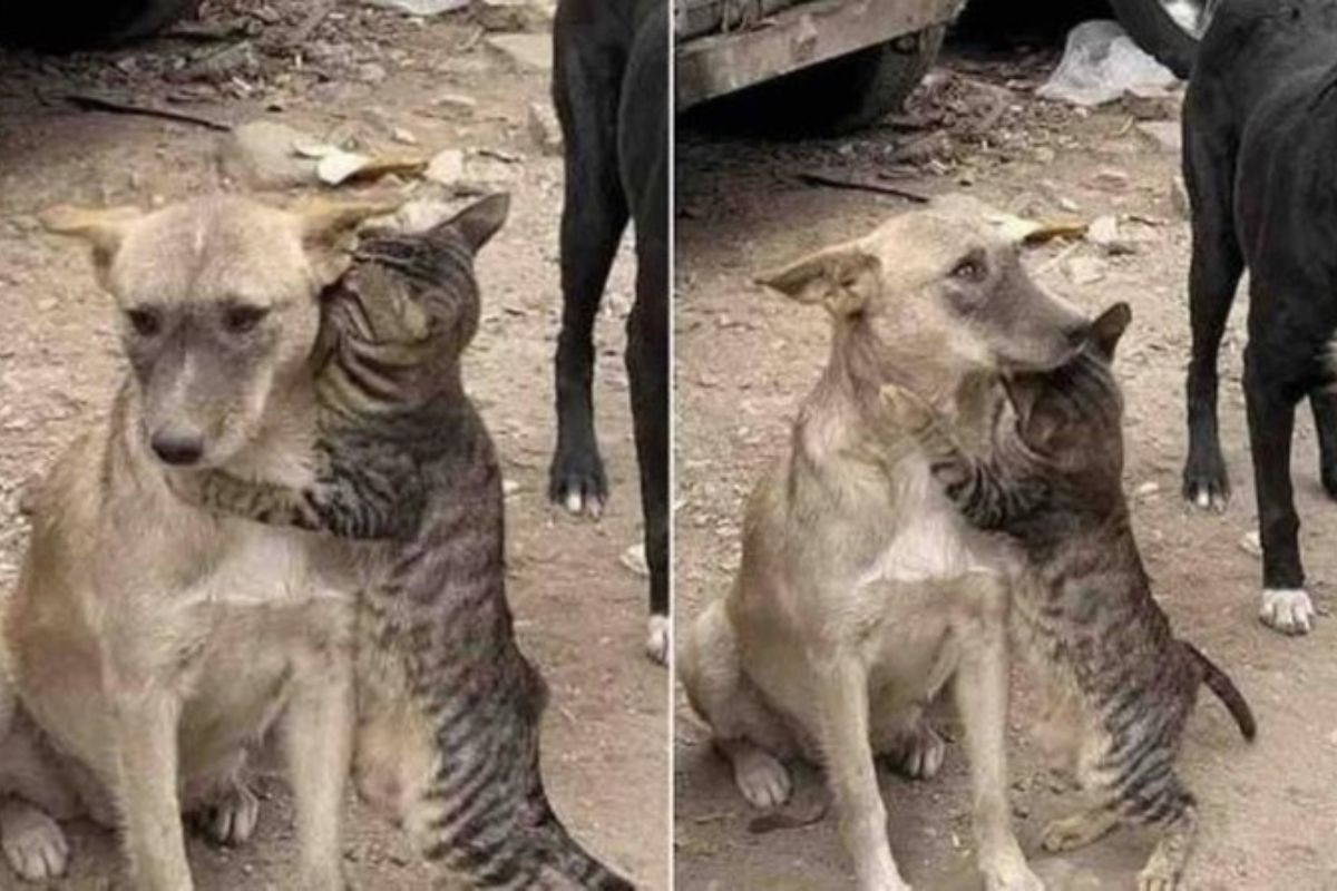 La imagen de un gato abrazando a un perro tras ser rescatados en Siria; ha conmocionado a los usuarios en redes sociales.