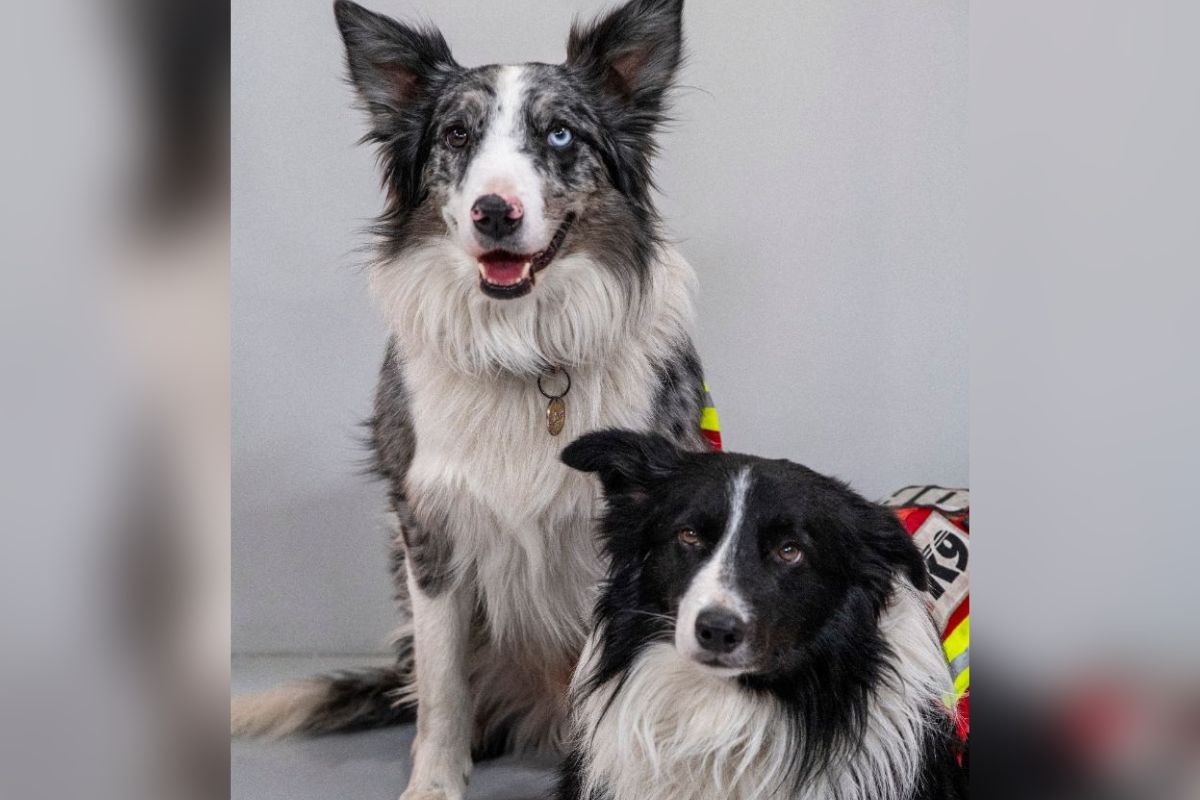 Balam y Orly, perros rescatistas que regresaron de Turquía. | Foto: Cortesía.
