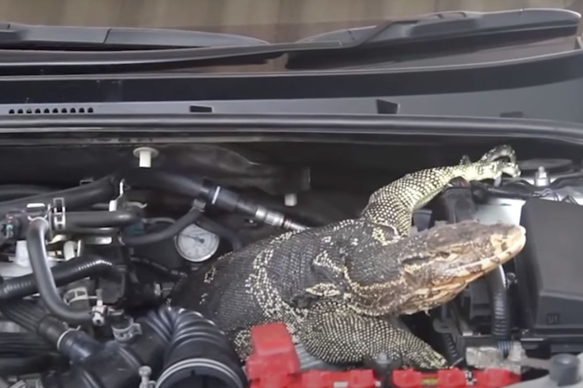 Un hombre descubre a un lagarto dentro de su vehículo | Foto: Cortesía.