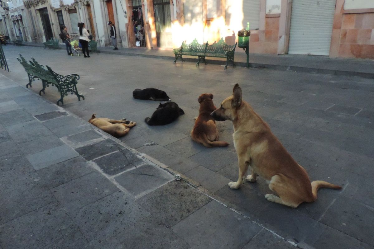 Reglamento para la protección  de animales en Jerez. | Foto: Imagen.