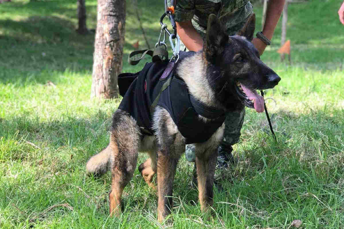 Proteo fue uno de los perritos que viajó para ayudar a los rescates en Turquía.