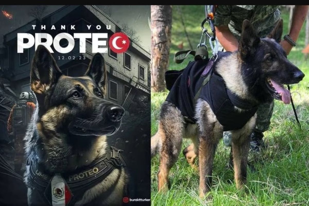 El perrito rescatista Proteo será homenajeado con una estatua en Turquía | Foto: Cortesía.