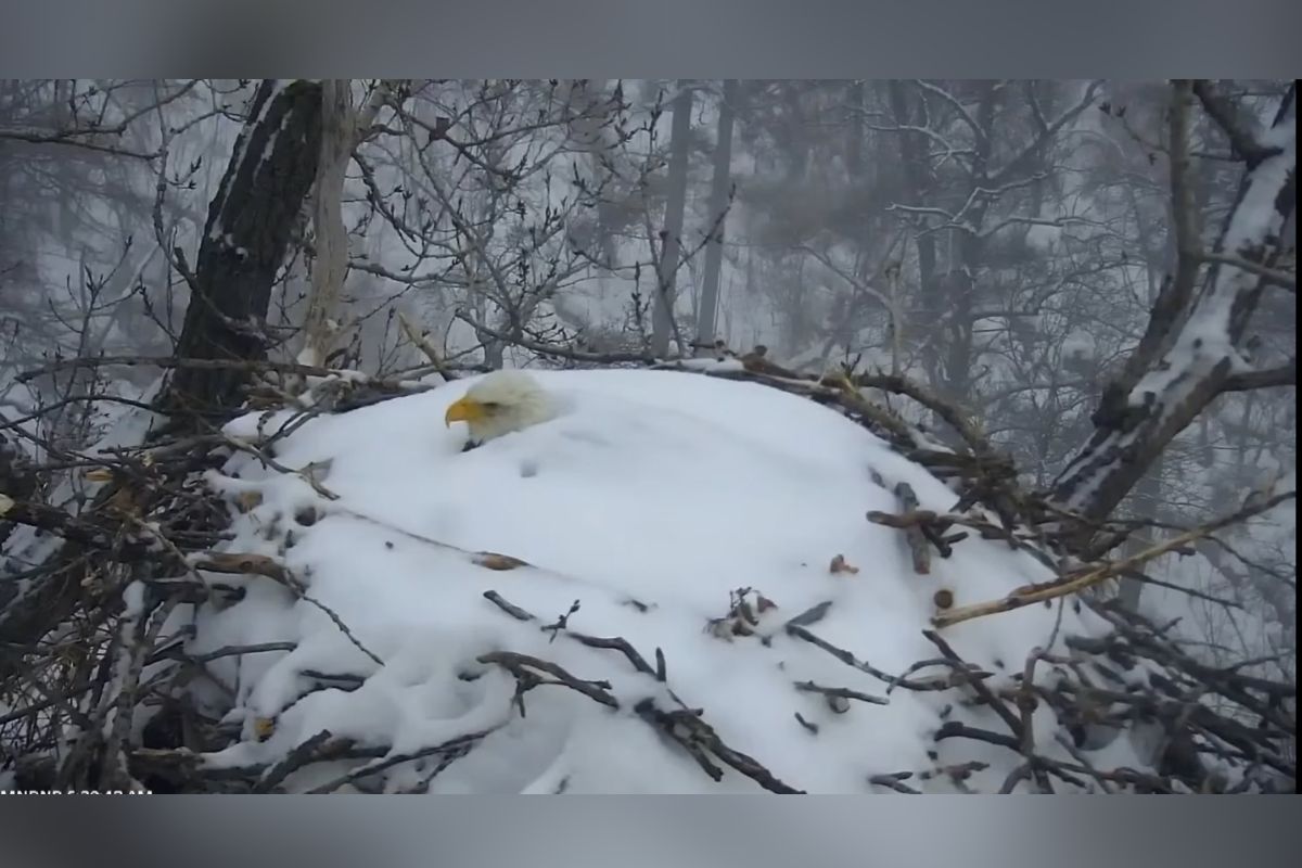 Un águila clava protege sus huevos de la nieve