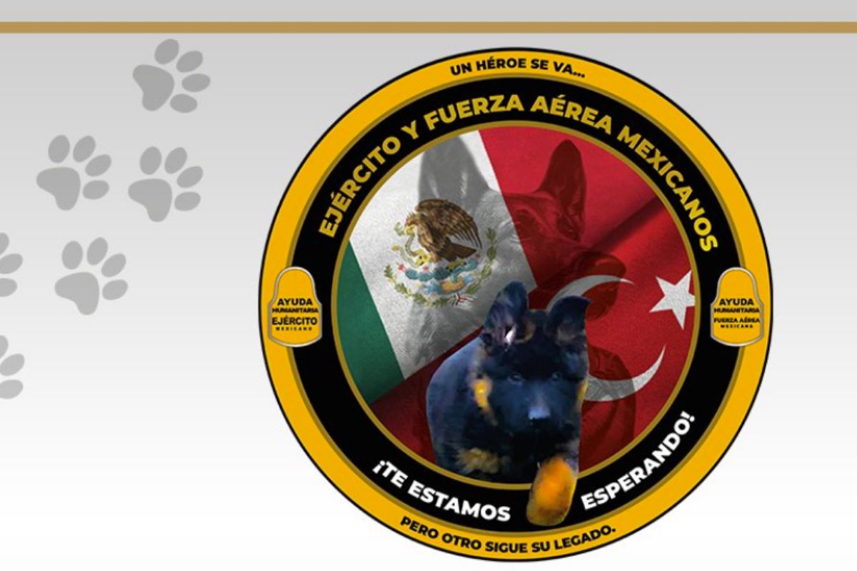 Cachorro donado por Turquía en honor a Proteo. | Foto: Cortesía.