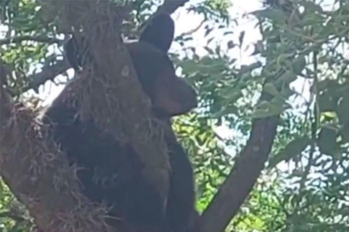 El personal de Protección Civil de Nuevo León; con ayuda de empleados de Parques y Vida Silvestre del gobierno estatal capturaron a un oso que se había subido a las ramas de un árbol. | Foto: Cortesía.